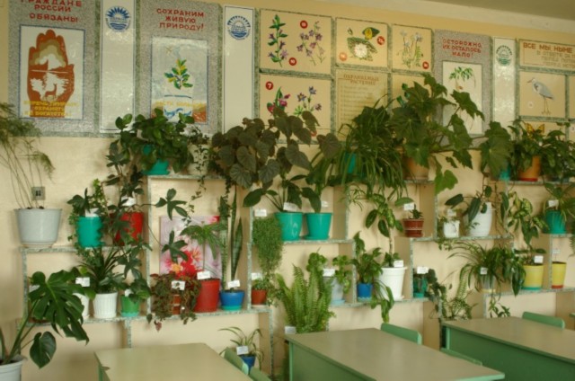 Живой уголок в классе. Зелёный уголок в кобинете. Озеленение кабинета в школе. Зеленый уголок в классе.